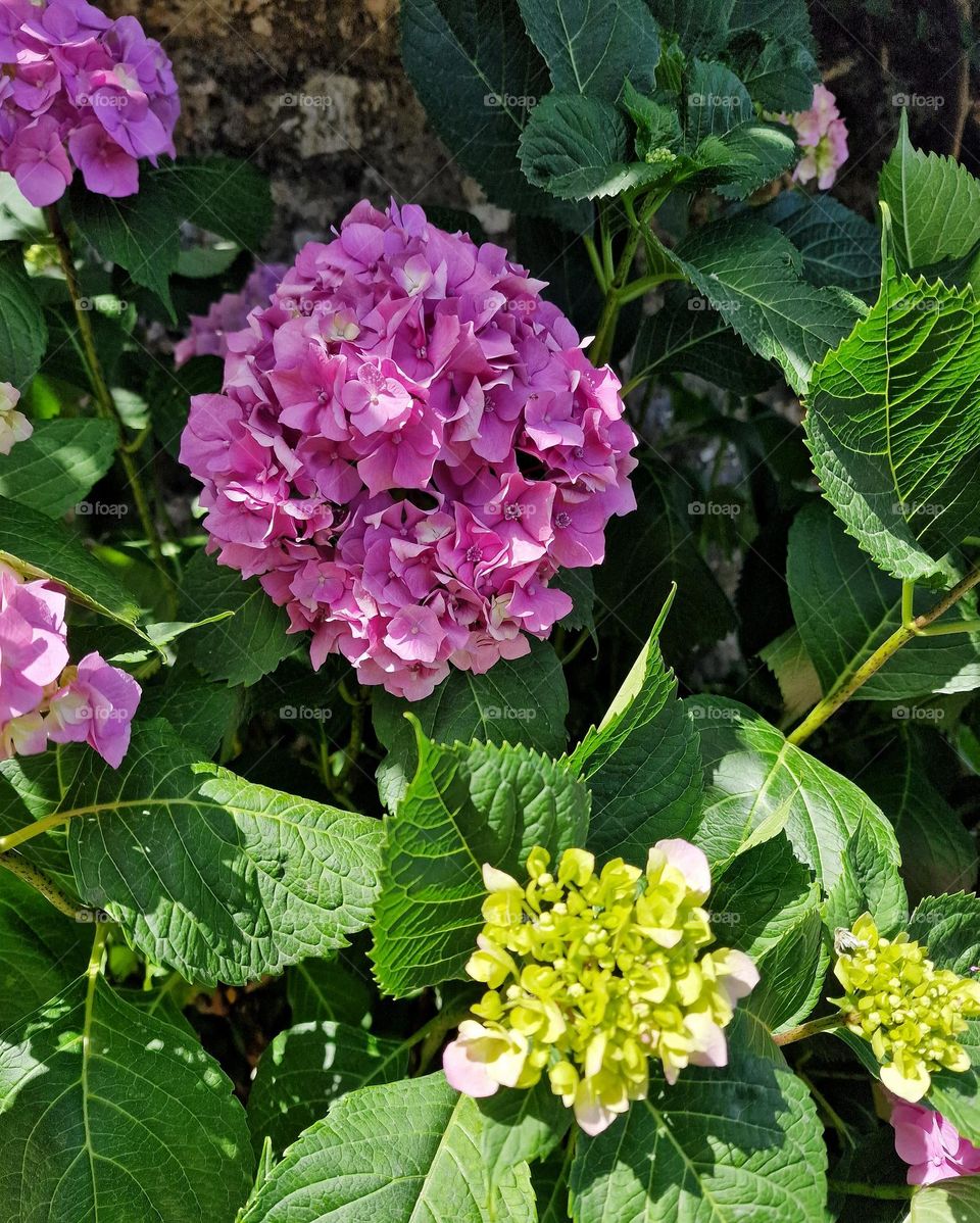 hydrangea