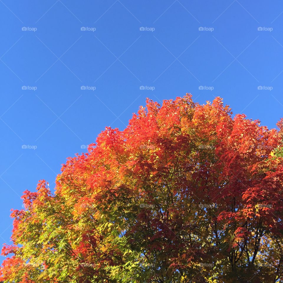 Fall, Leaf, No Person, Tree, Nature