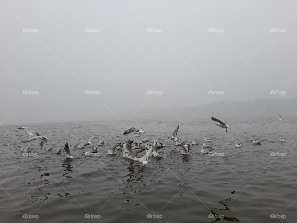 Birds in motion paint the sky with fluid grace, soaring effortlessly through the air.