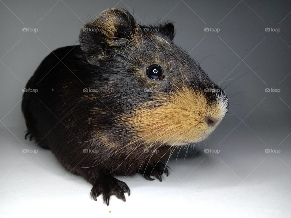 Micky the guinea pig2