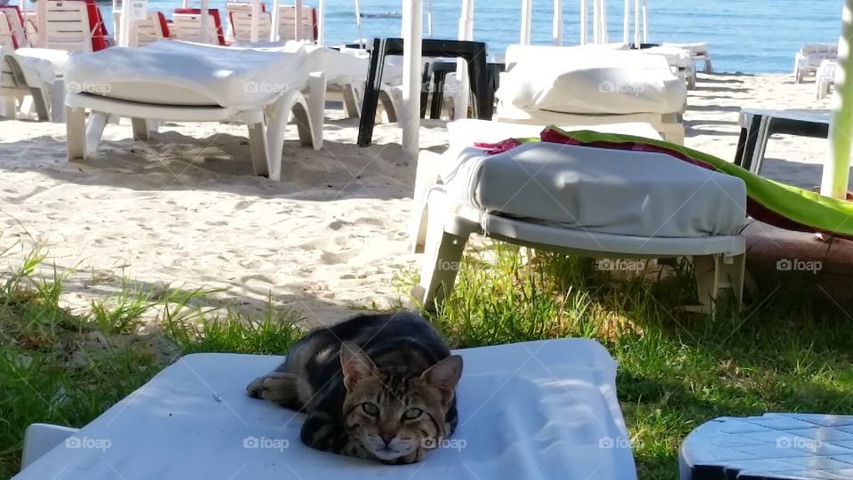 Someone's cat is taken to a seaside resort for the holiday.  What a lazy cat!