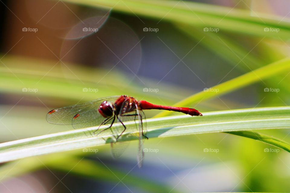 Red dragonfly