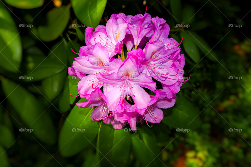 Pink flower from long island New York 