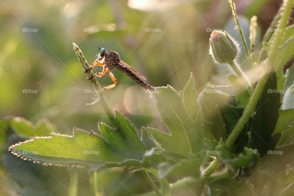 evening sun rays adding beauty to the robber fly