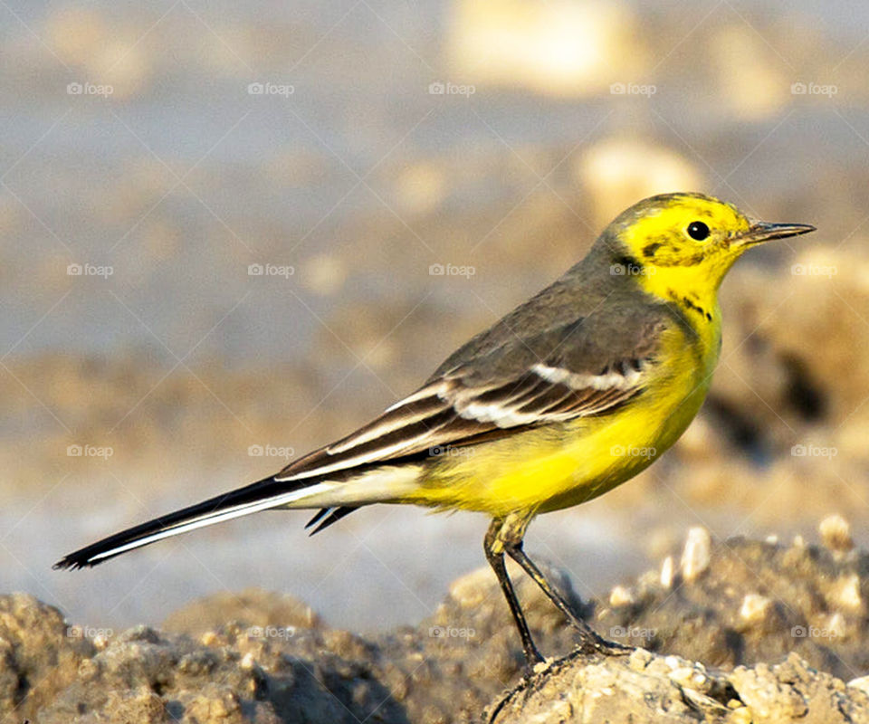 Bahrain wildlife pictures