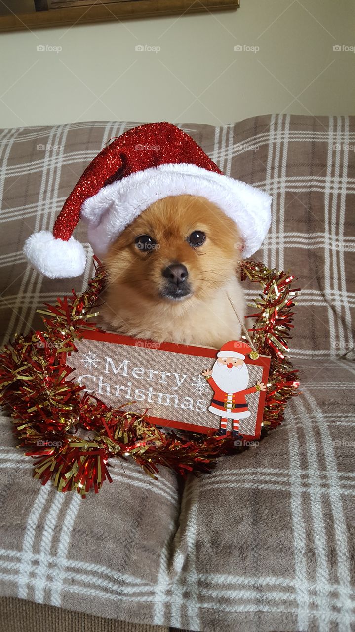 Merry Christmas Pomeranian Dog