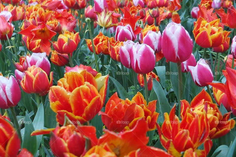 Field of tulips