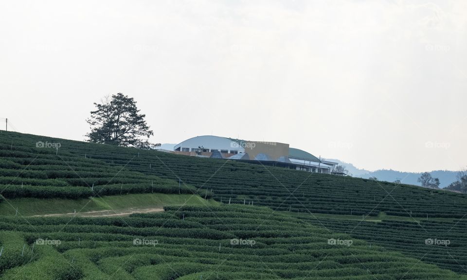 Chengrai/Thailand:February 16 2019-Chui Foung ,beautiful tea plantation 