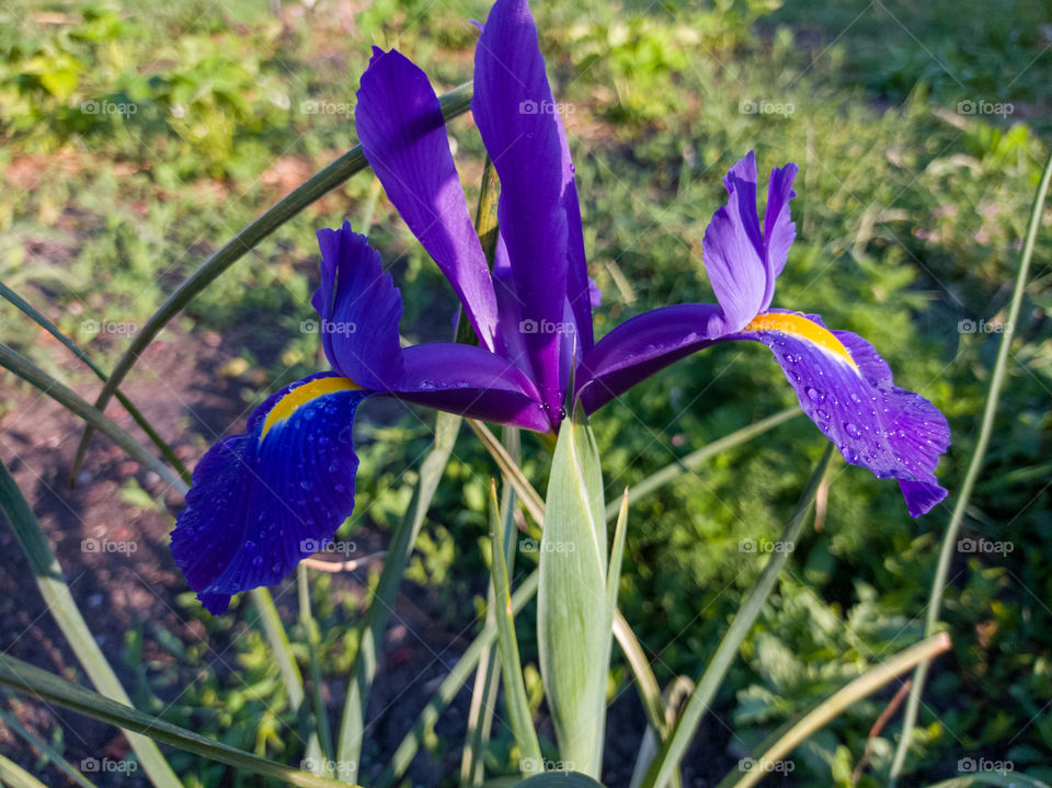 Blue-orange iris flower.