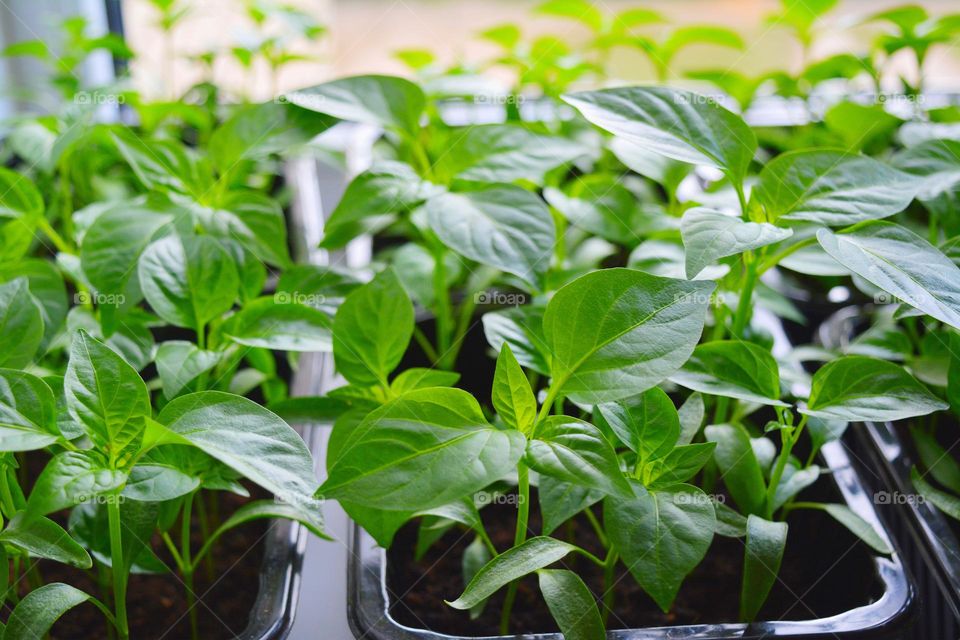 green spring sprouts in pots, love earth