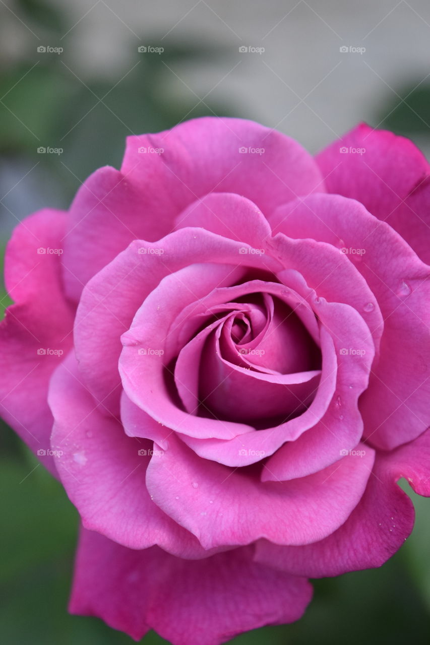 Awesome color rose
