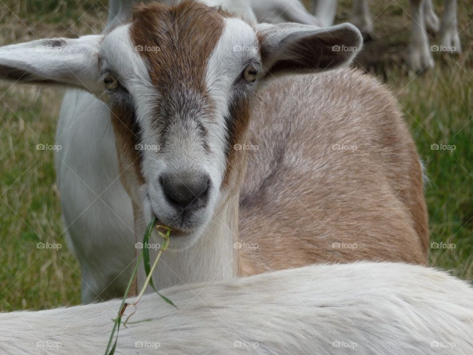 Fields of goats 