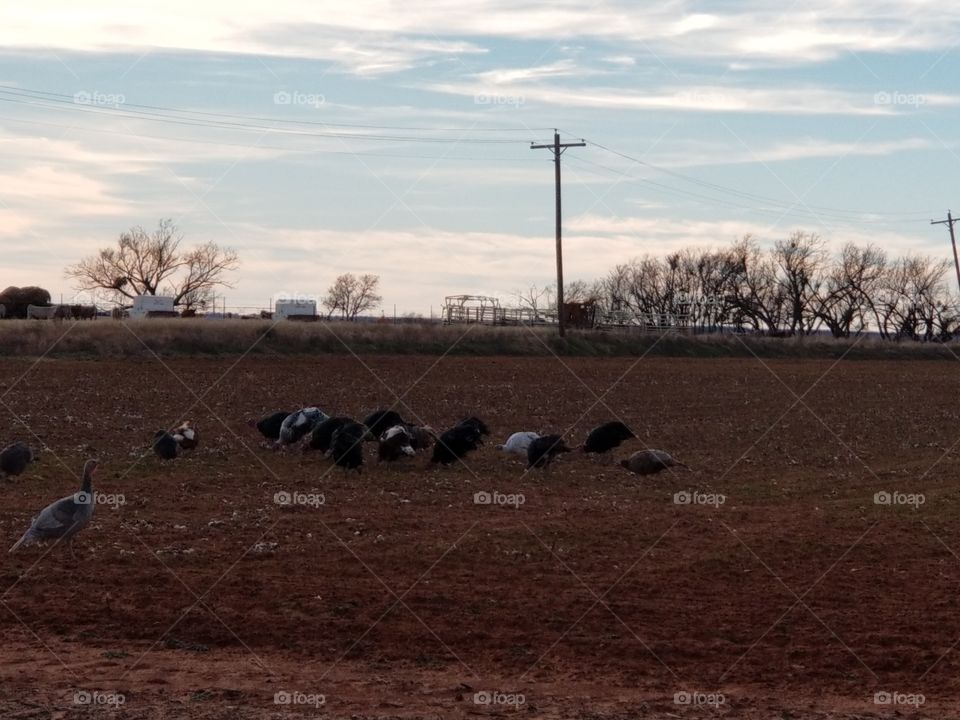 my turkeys enjoying a January day