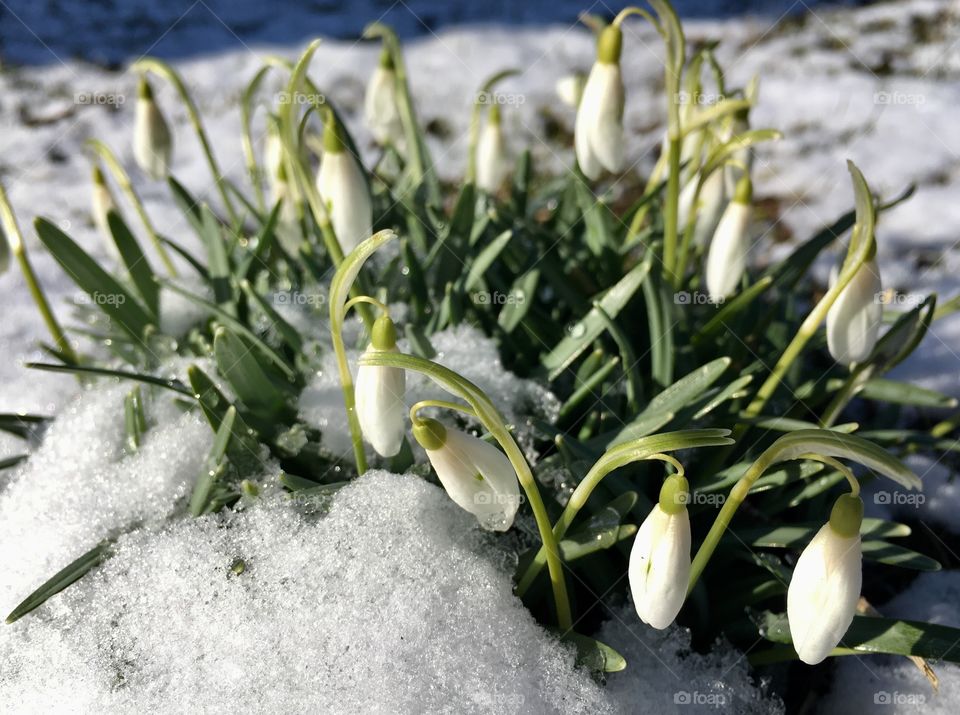 Snowdrop springflower