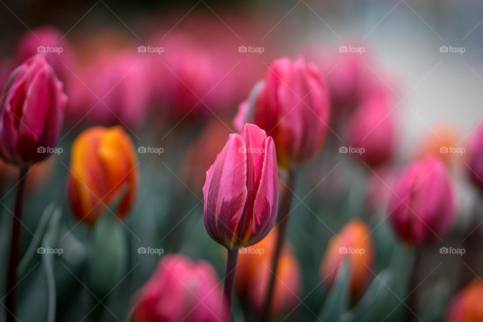 Tulips