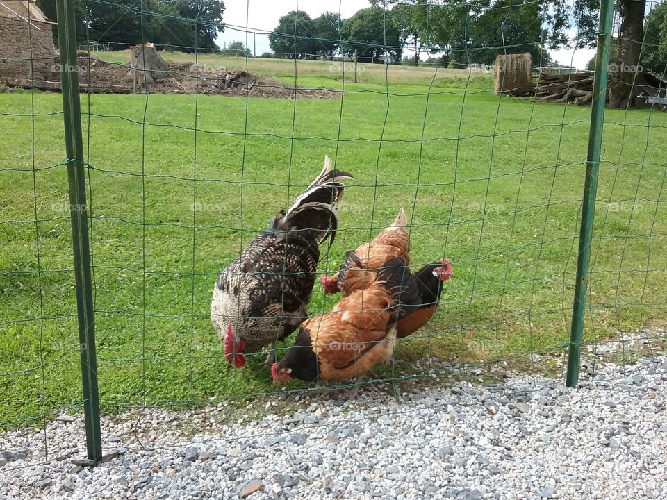 Chickens and cockerell