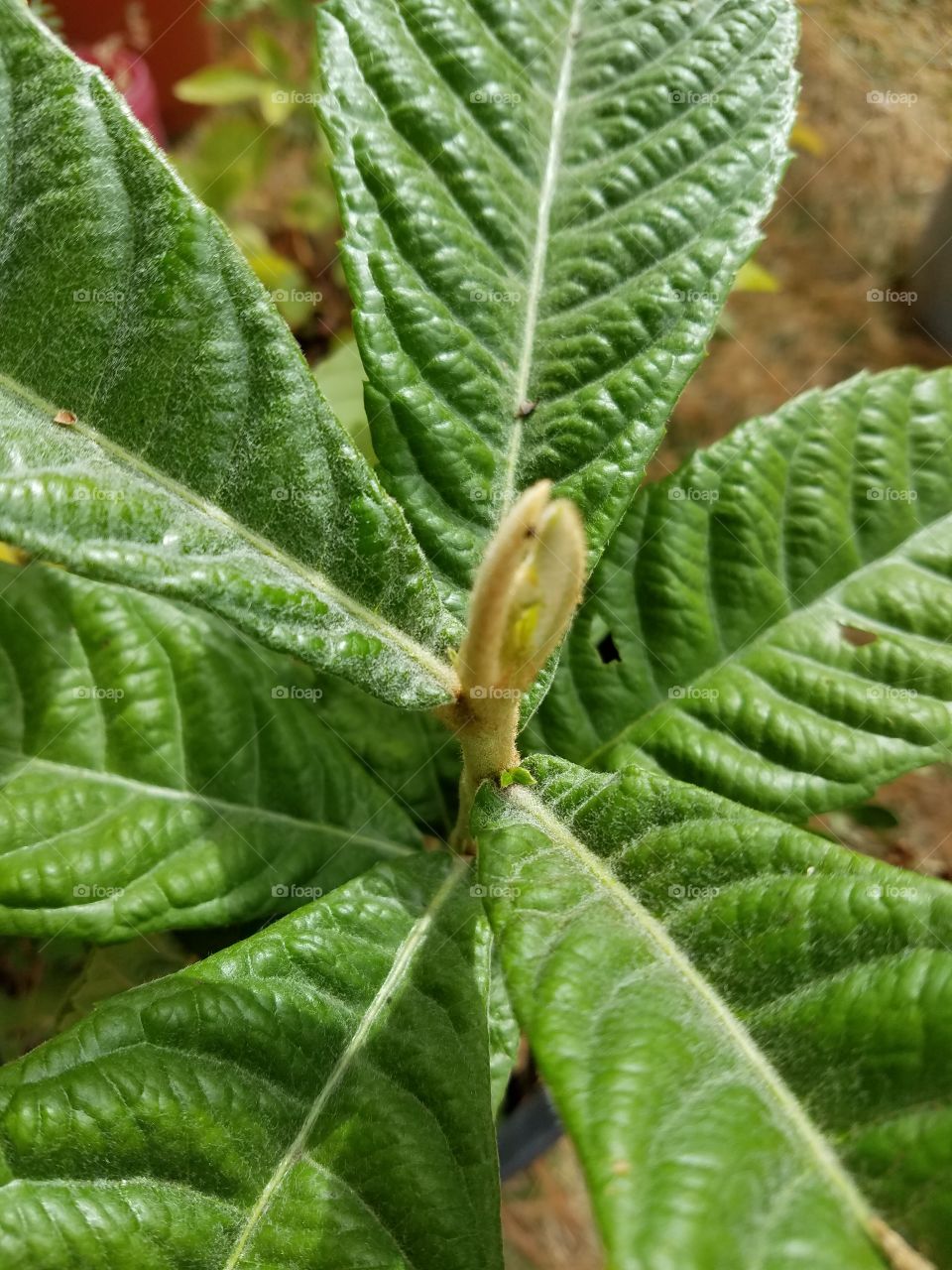 small leaf growing