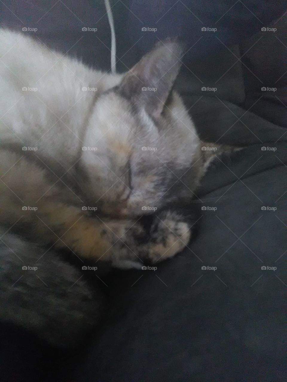 Cute cuddly sleepy Siamese kitty