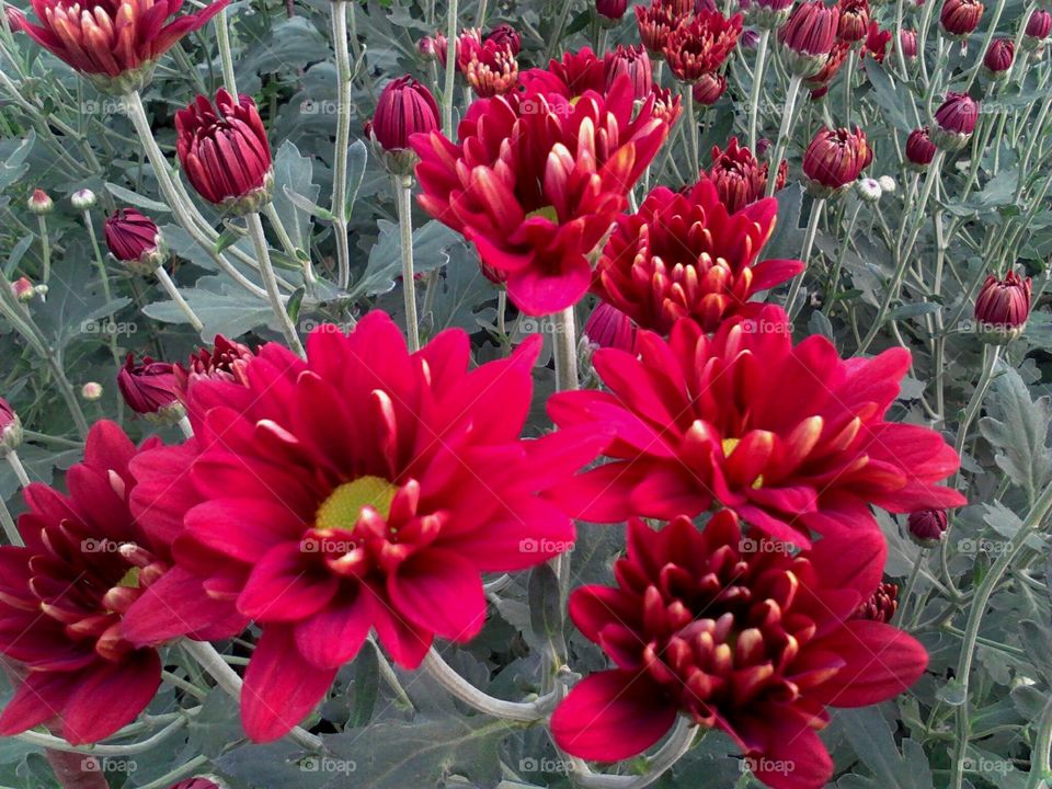 The red Malaysian mums