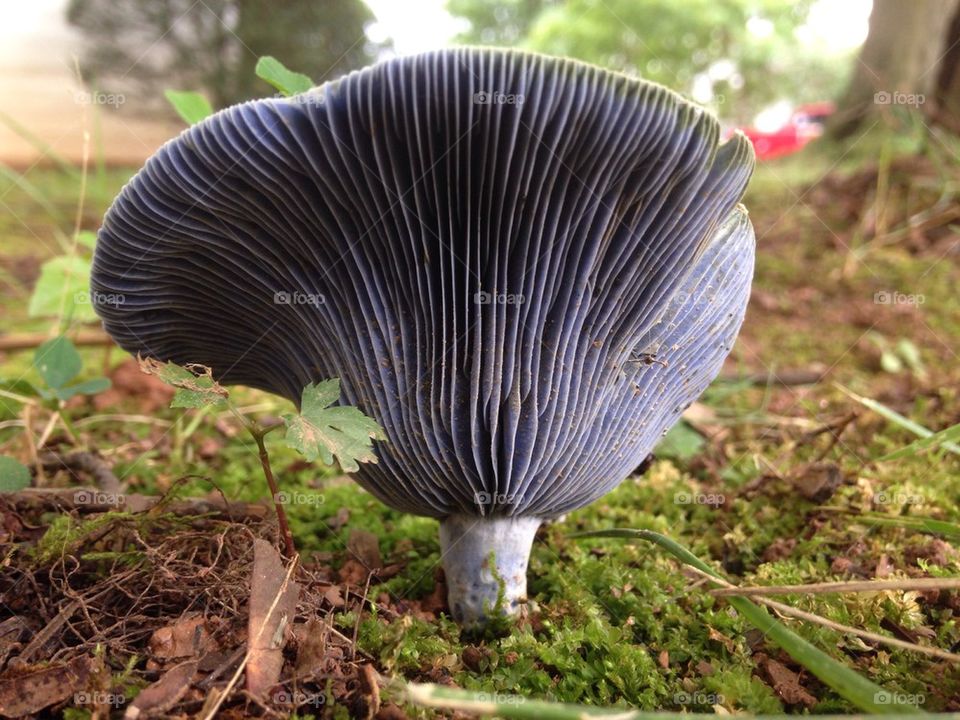 Blue mushroom