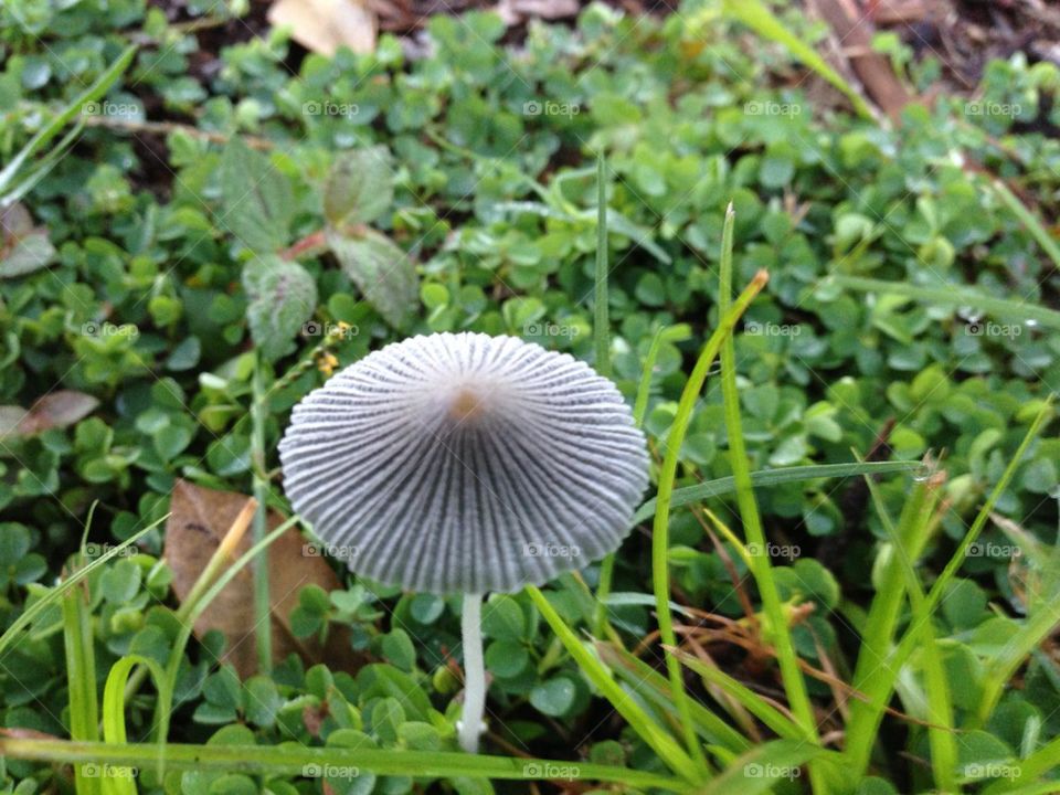 Mushroom