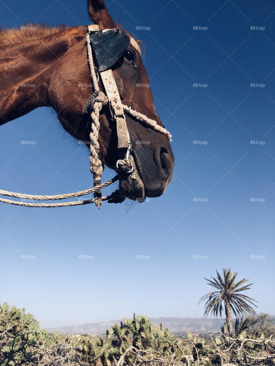 Beautiful horse and nice palm tree