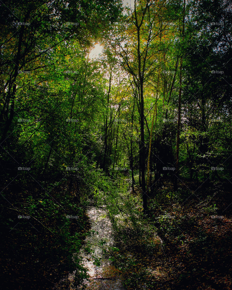 Deep in the woods with the sun shining through