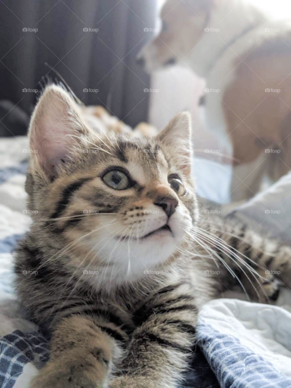 Hello everyone! My name is Morty!