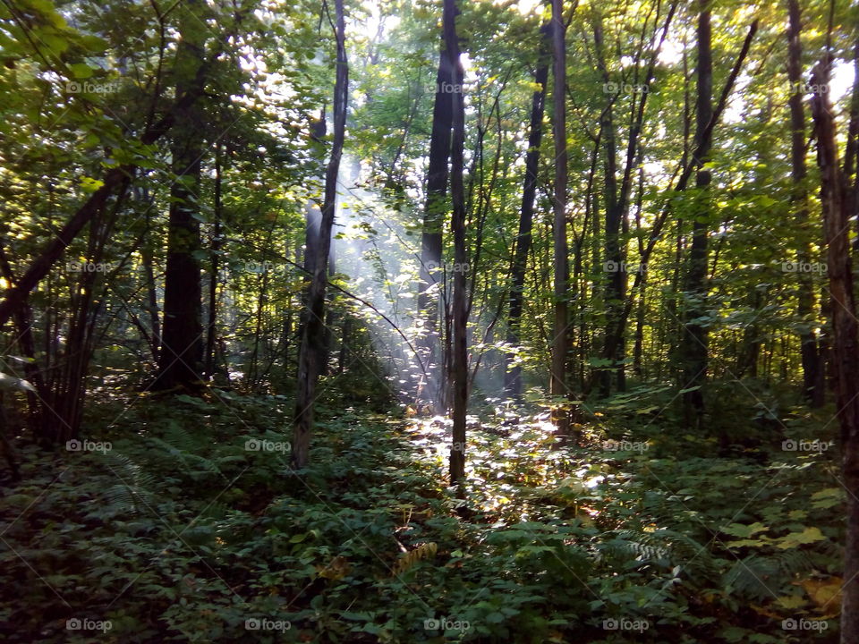 тёплые солнечные лучи в лесу