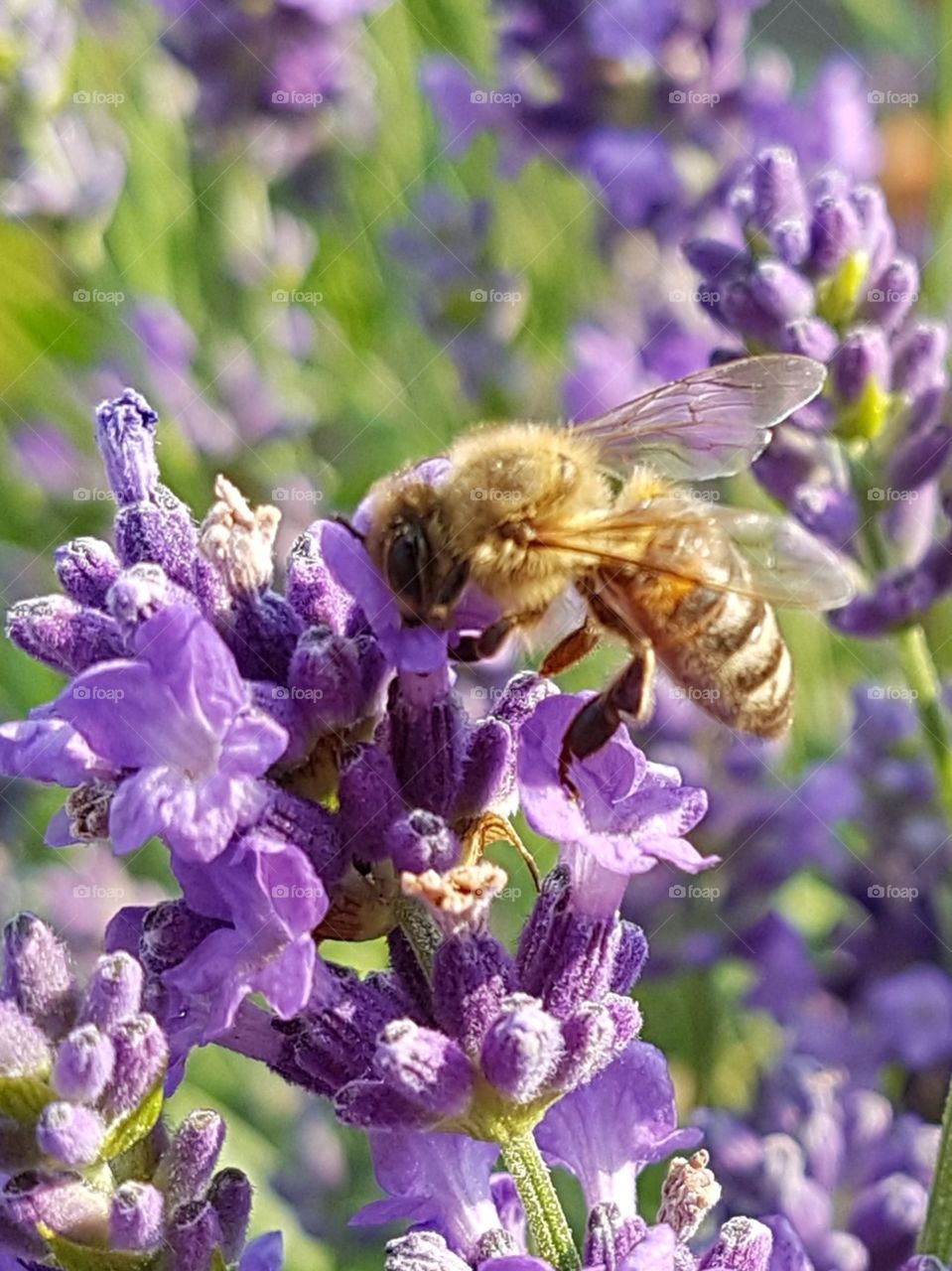 lavender and honeybee