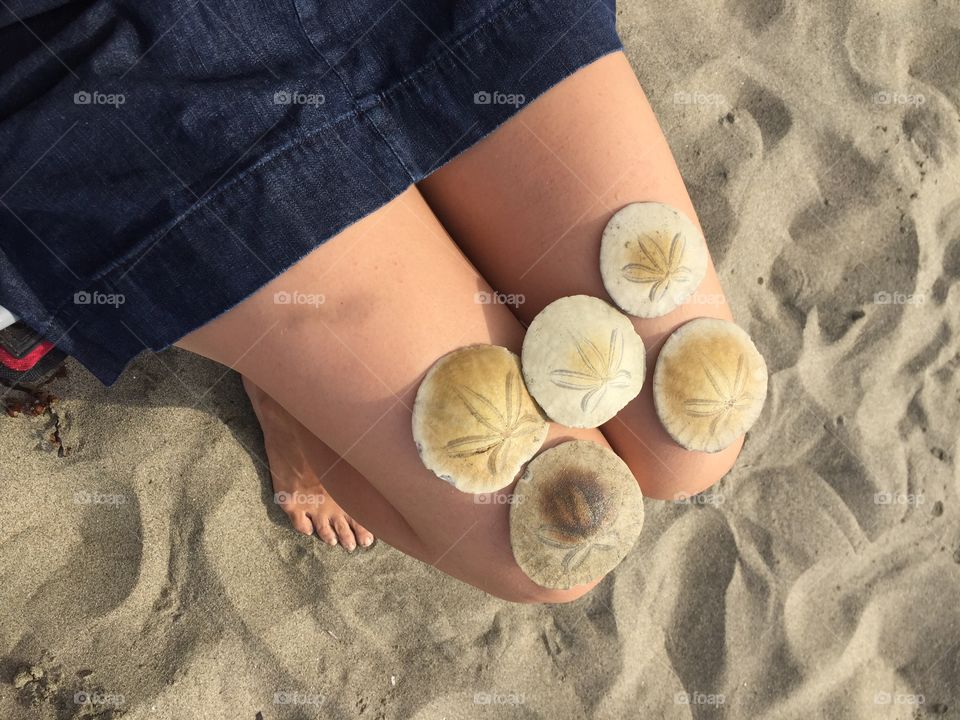 Sand dollars 