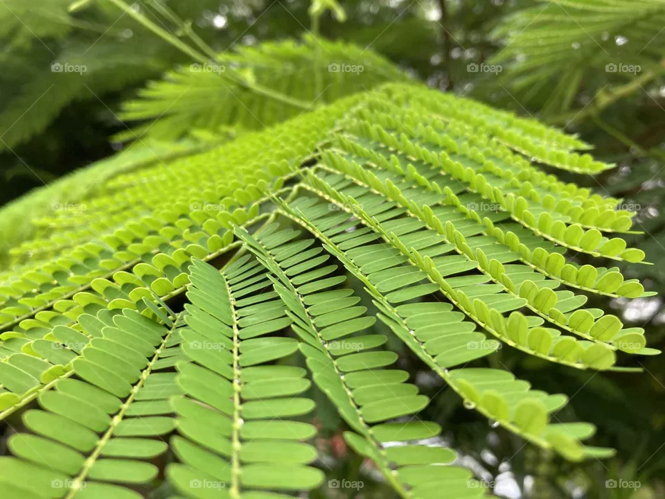 beauty of green