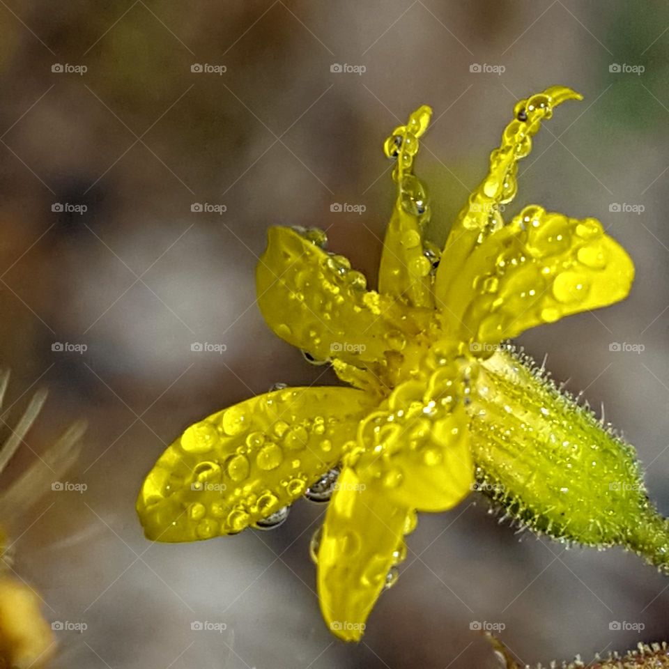 Nature, No Person, Leaf, Flower, Flora