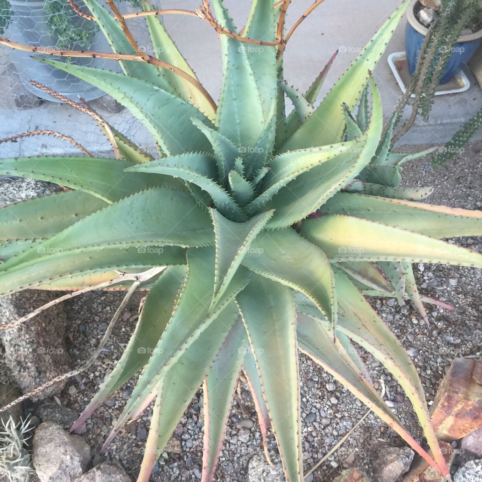 Aloe