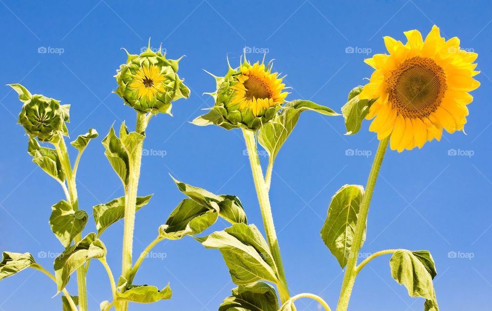 Low angle view of sunflowers