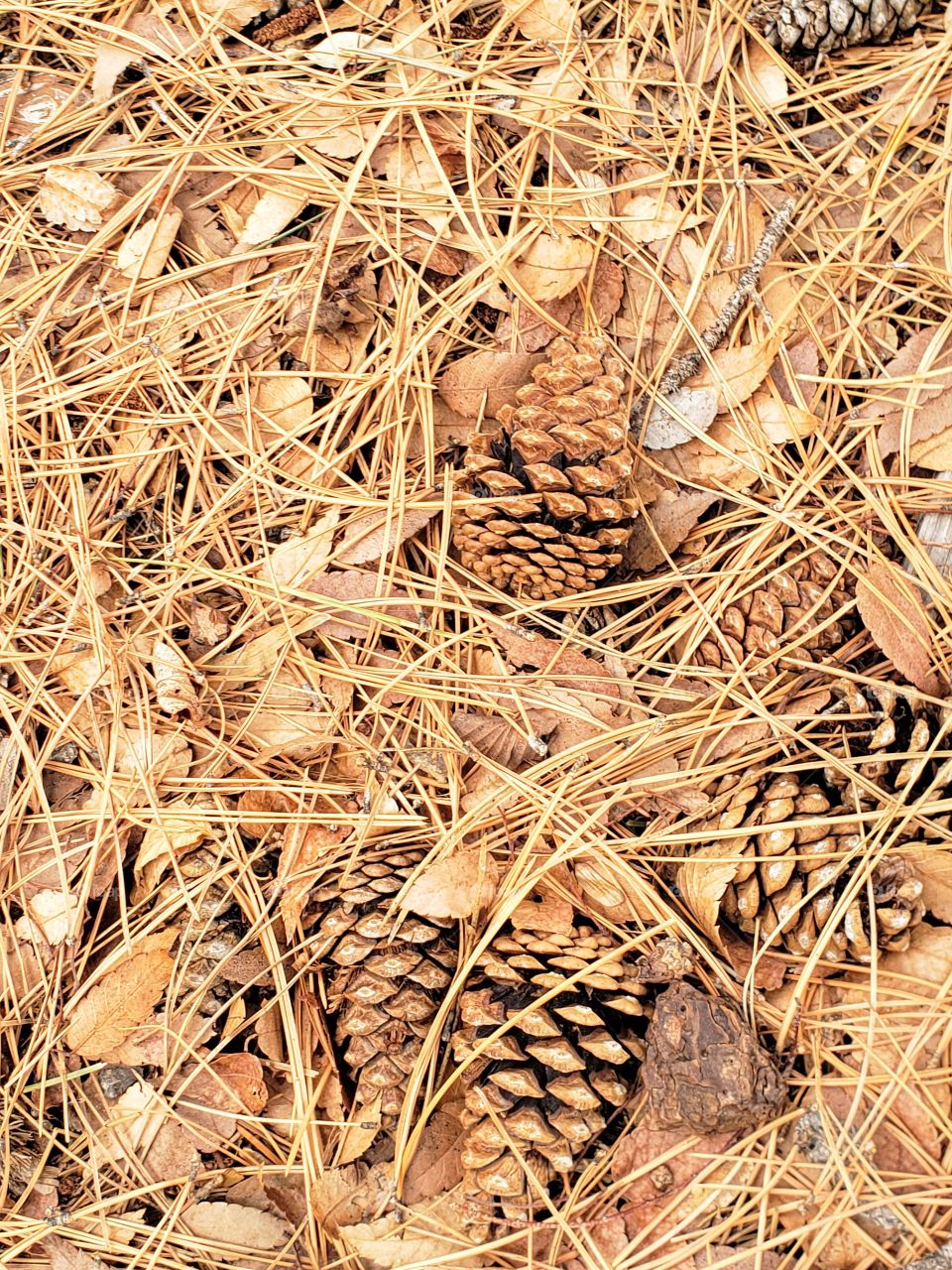 pinecones