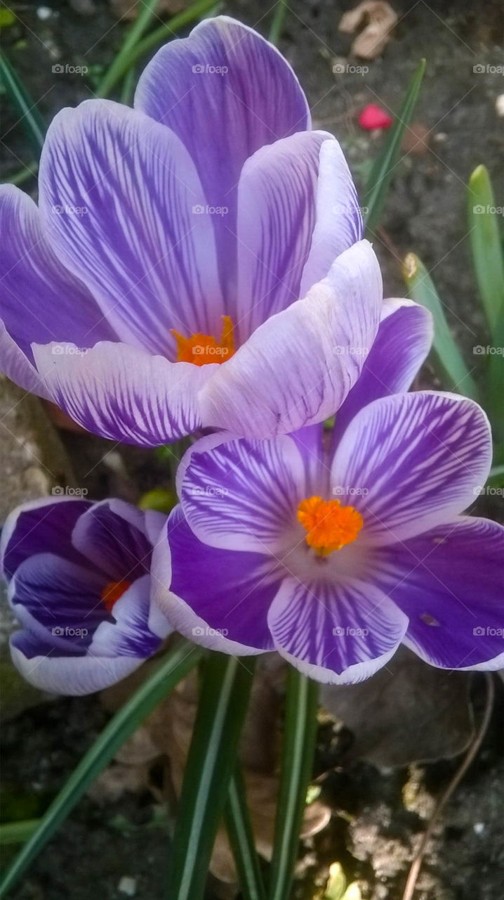 Beautiful Lila Crocus with Orange core. Mosaic pattern and great detail.