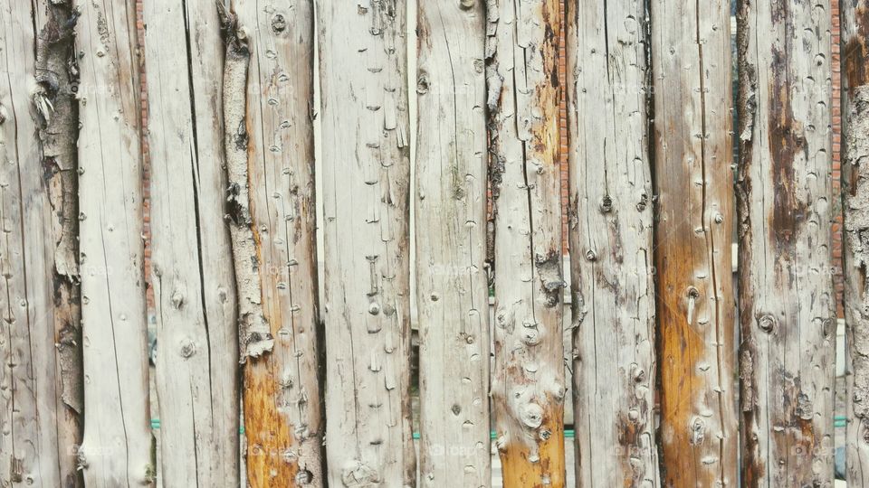 Abstract close up of  row of birch tree trunks