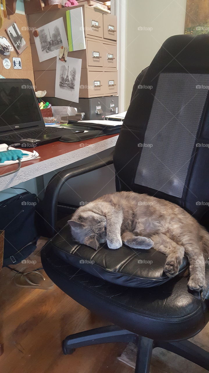 cat sleeping in the office