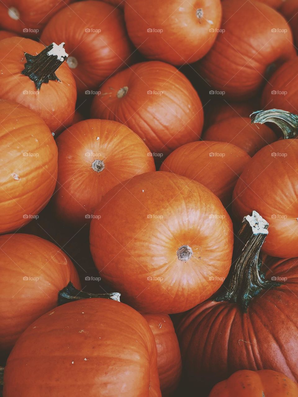 Pile of orange pumpkins, circles in produce, fresh produce piled high, fresh produce at a farmers stand, pumpkins for sale, bin of round pumpkins, geometric shapes in produce, circular produce for sale 