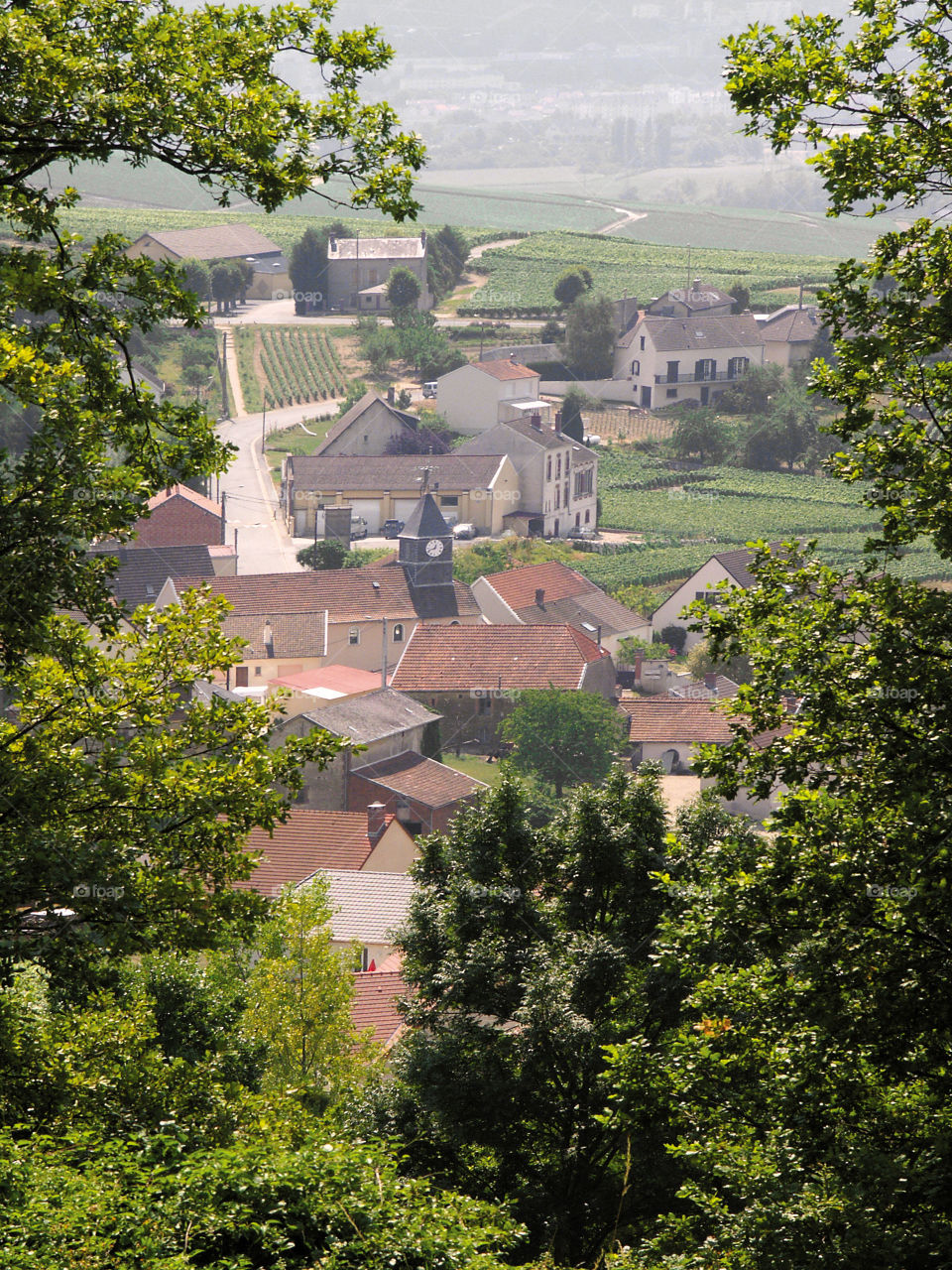 Champagne . Vineyards