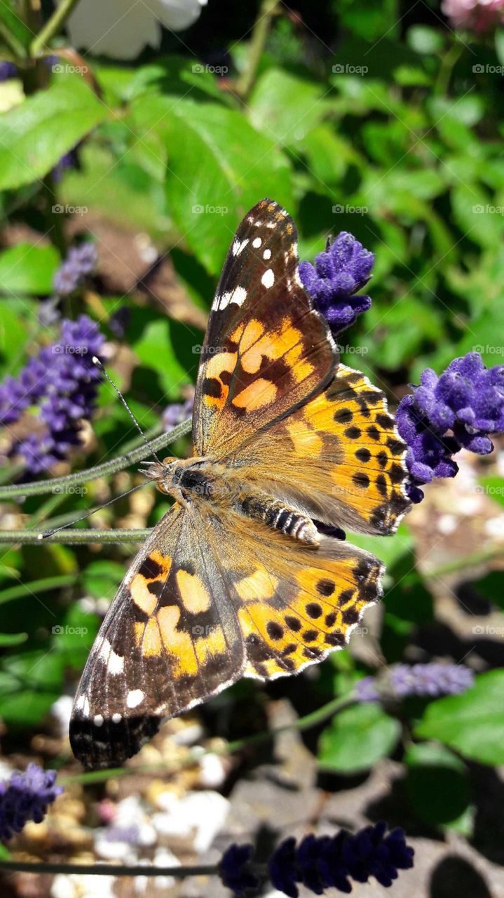 Painted lady butterfly and lavender (information on mobile phone which was used to take this photo  is in my butterfly album)🦋