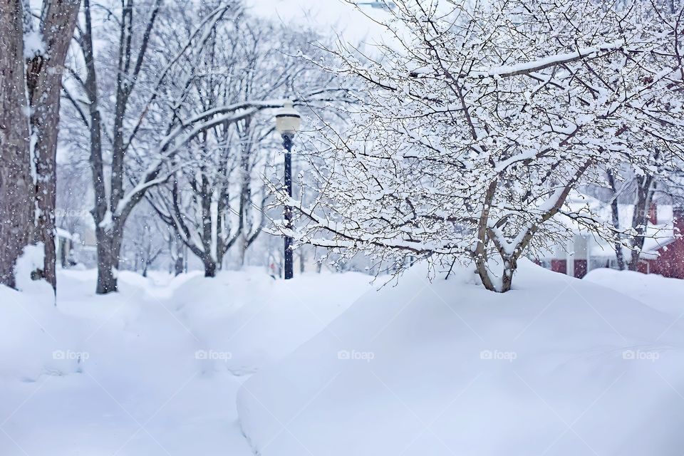 Snowy street with lamp post .
Landscape view of trees, road and street lamp covered in snow.