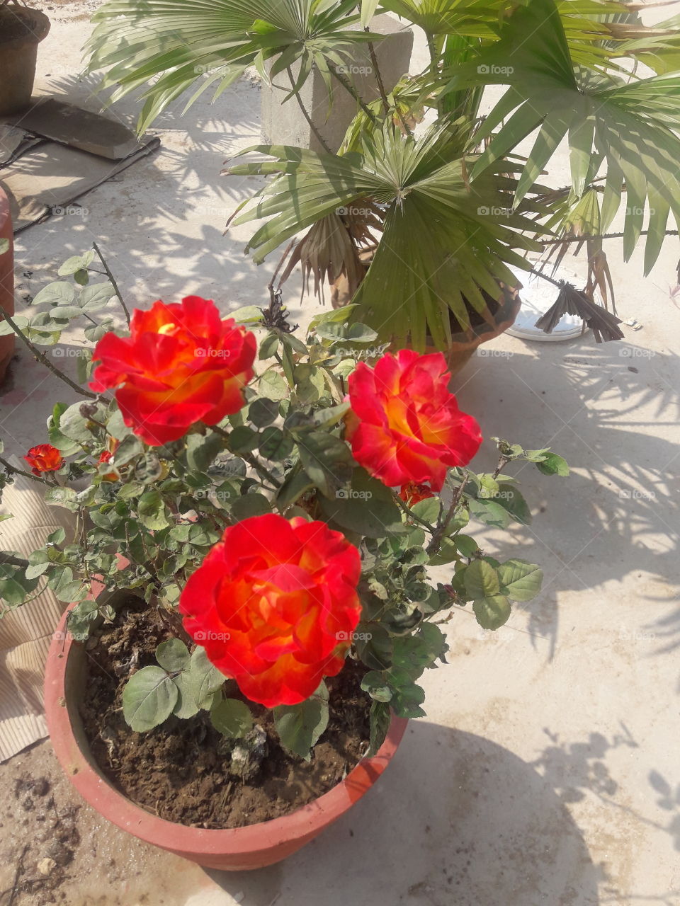 three beautiful roses In our garden