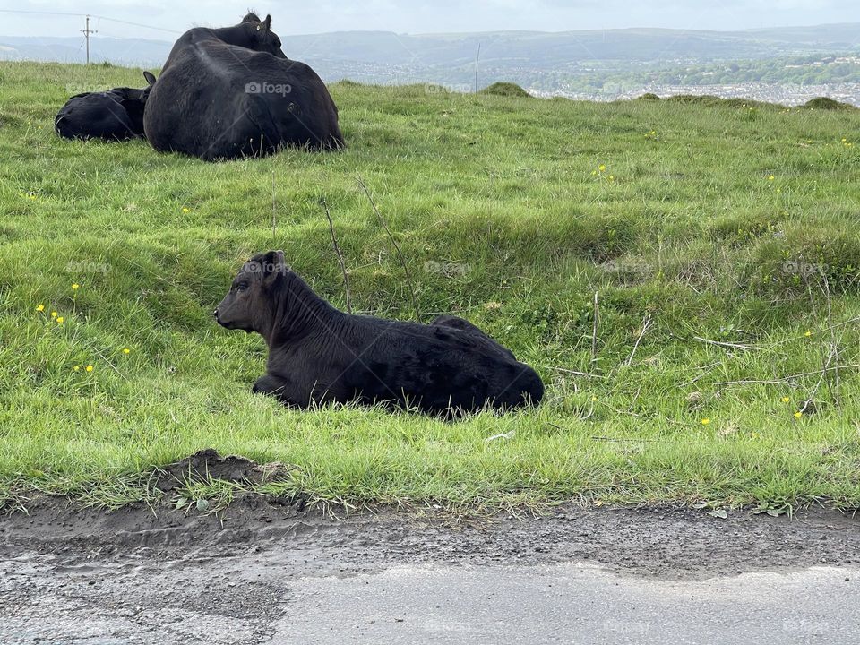 Baby cow with mother on green field