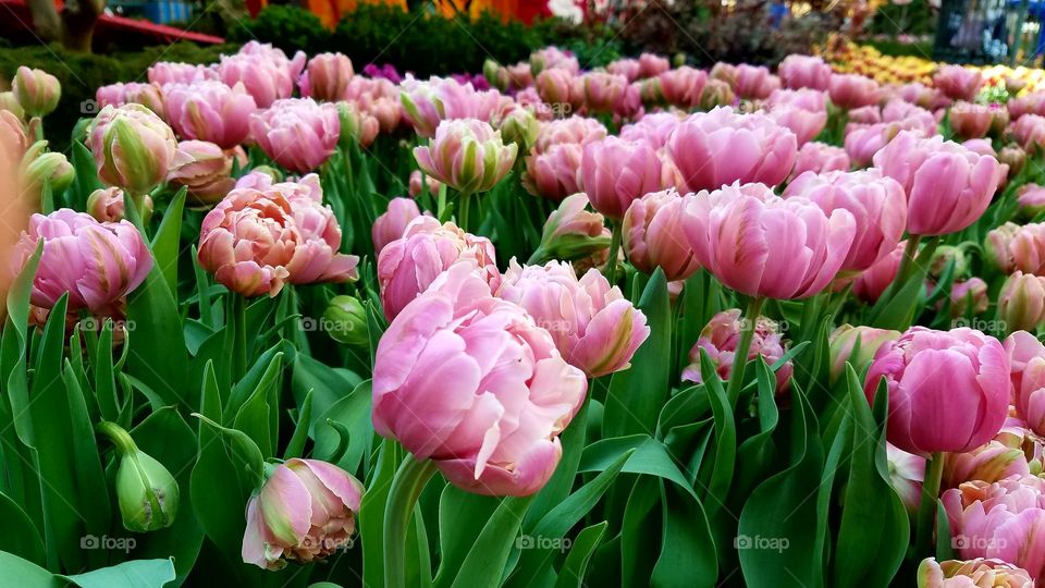 Beautiful tulips