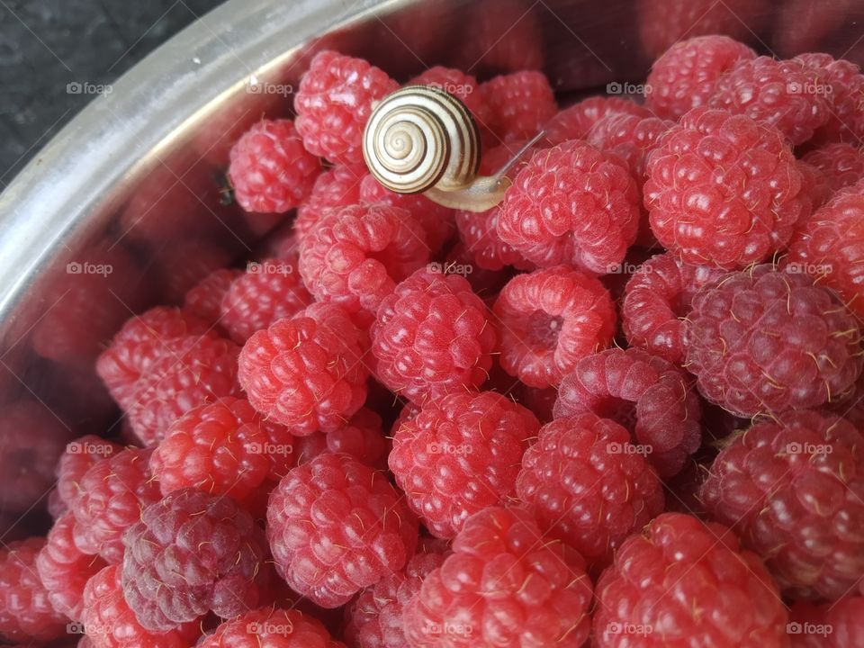 Raspberries and Snail