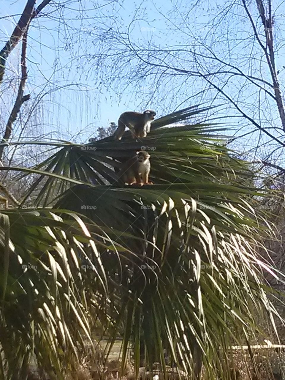 squirrel monkeys on palm tree