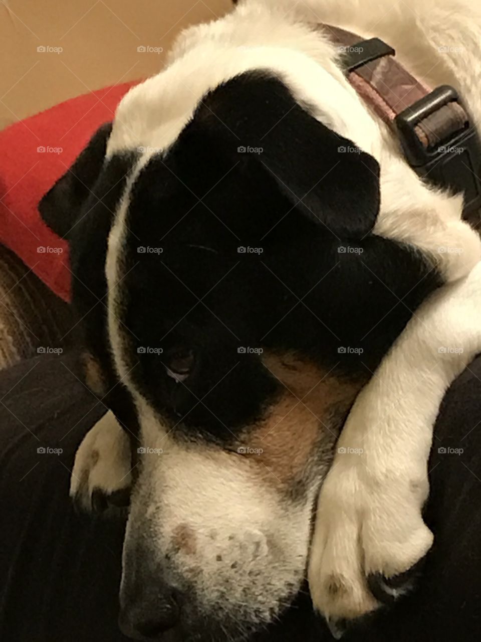 Sad Eyes Dog