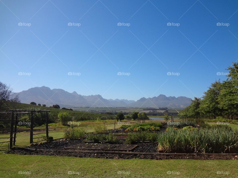 Vegetable garden in a green field and the mountain chain in the background 
